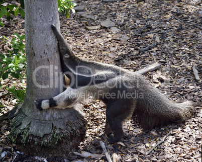 Giant Anteater