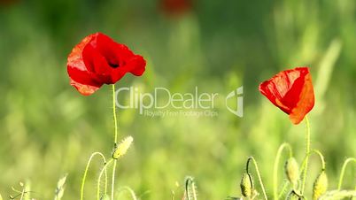 Closeup of the poppy flowers