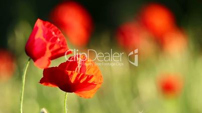 Closeup of the poppy flowers