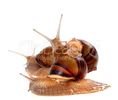 Family of snails on top of one another
