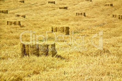Bales of straw on the field