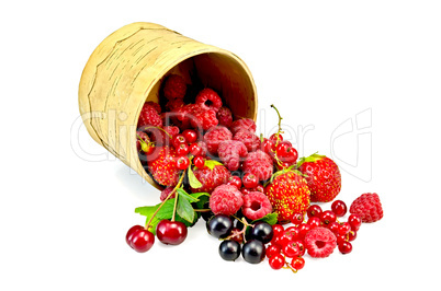 Berries different in a birch tueski