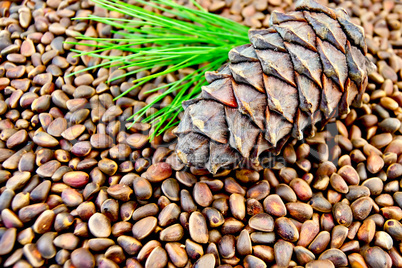 Cedar cone on the texture of cedar nuts