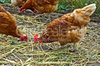 Chicken brown meals