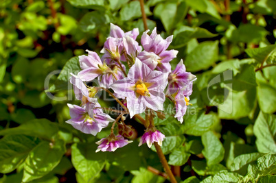 Flower violet of potato