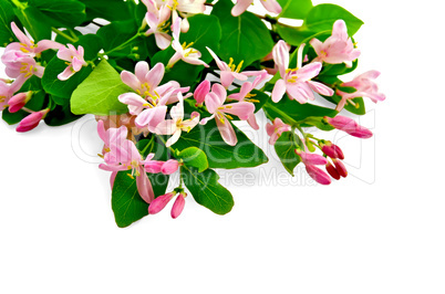 Honeysuckle with pink flowers bouquet