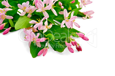 Honeysuckle with pink flowers