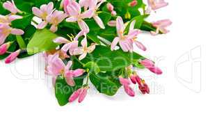 Honeysuckle with pink flowers