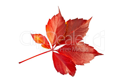 Leaf red grape decoration