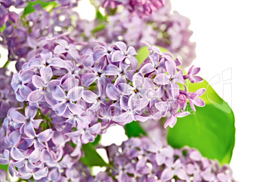 Lilac lush