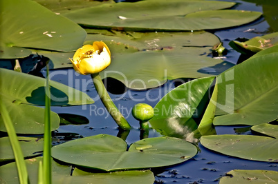 Nenuphar yellow in water
