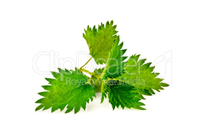 Nettle sprig