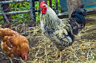 Rooster with brown chicken