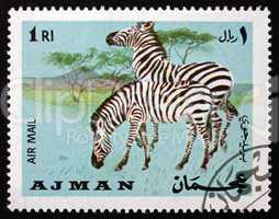 postage stamp ajman 1969 plains zebra, equus quagga, animal