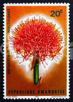 postage stamp rwanda 1966 blood lily, flower