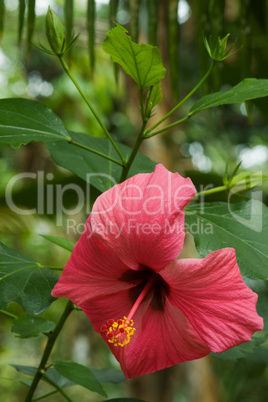 roter hibiskus