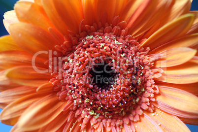 Gerbera Makro