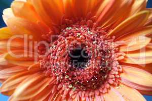 Gerbera Makro