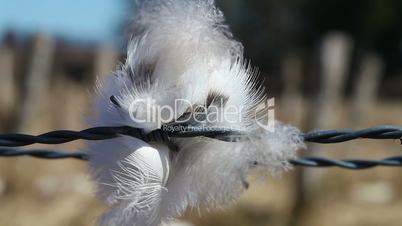 Feather - barbed wire