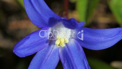 Alpine squill - Scilla bifolia