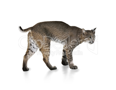 Bobcat