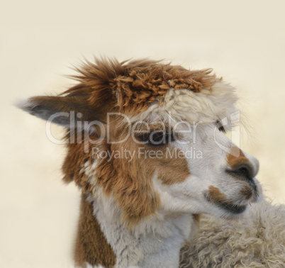 Brown And White Alpaca
