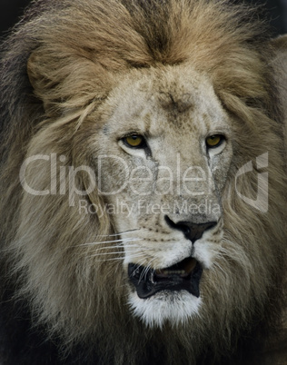 Portrait Of Lion