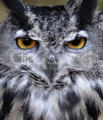 Owl  Portrait