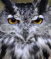 Owl  Portrait