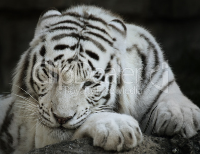 Portrait Of White Tiger