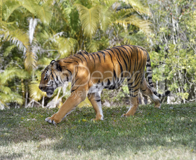 Walking Tiger