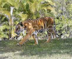 Walking Tiger