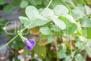 Blue butterfly pea blossom in herbal garden