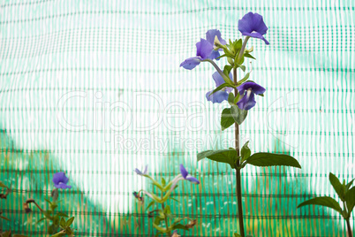 Blue flowers bunch on green sunshade background