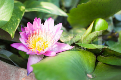 Pink lotus flower bloom on green foliage