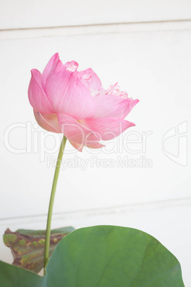 Pink lotus flower blossom on white background