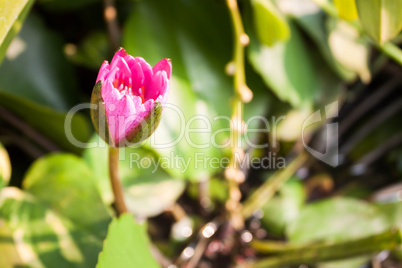 Pink lotus flower bud on green foliage