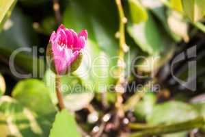Pink lotus flower bud on green foliage