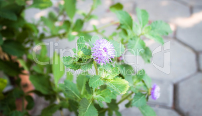 Purple flower branch in small home garden