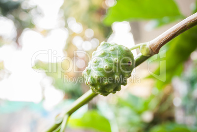 Single noni fruit hang on the tree