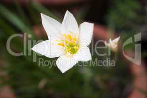 White wild flower blossom with green background