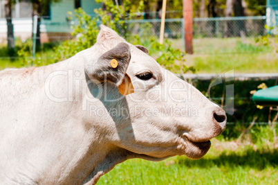 Smiling white cow