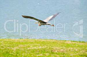 Beautiful crane flying over lake