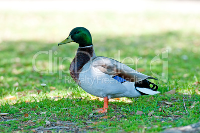 Mallard duck at a park