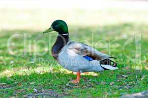 Mallard duck at a park