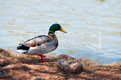 Mallard duck on shore