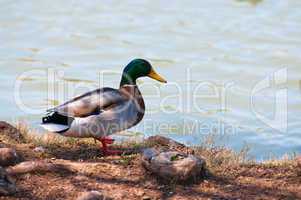 Mallard duck on shore