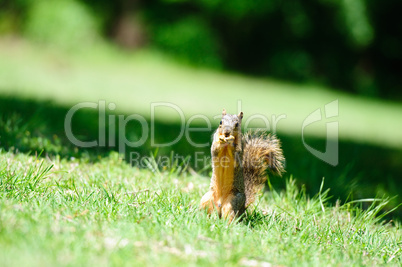 Squirrel eating in the grass