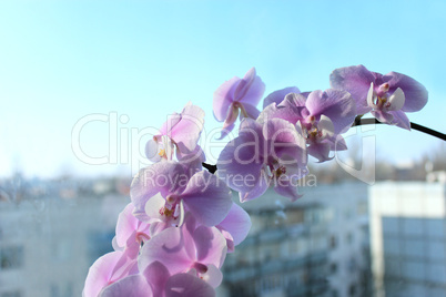 fine branch of a blossoming pink orchid