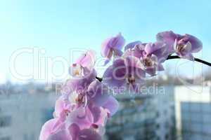 fine branch of a blossoming pink orchid